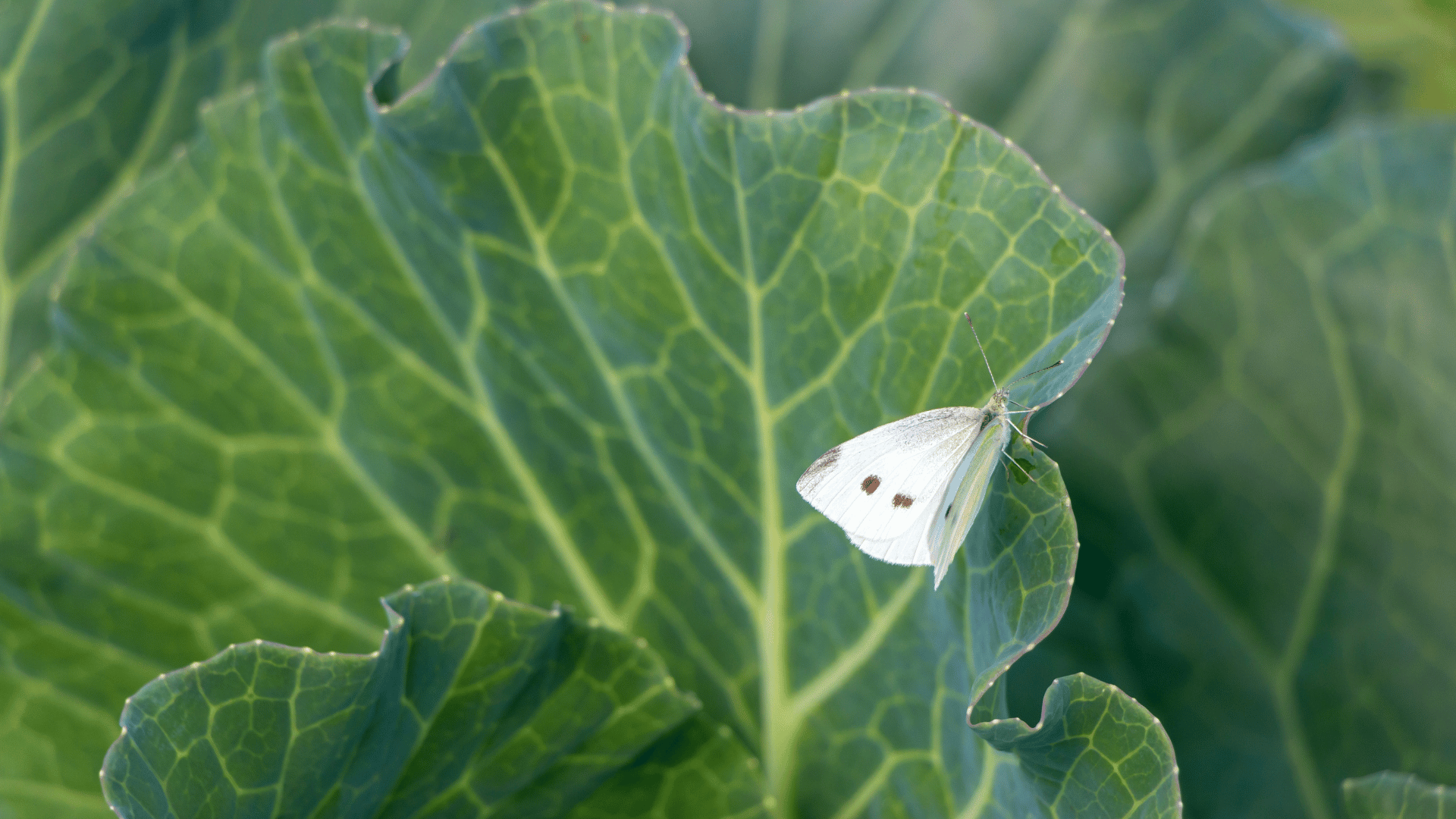 What Gardeners Should Know About the Cabbage White Butterfly