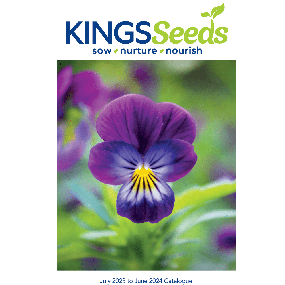 Buy Native Manuka Tree by Kings Seeds online - Kings Seeds NZ