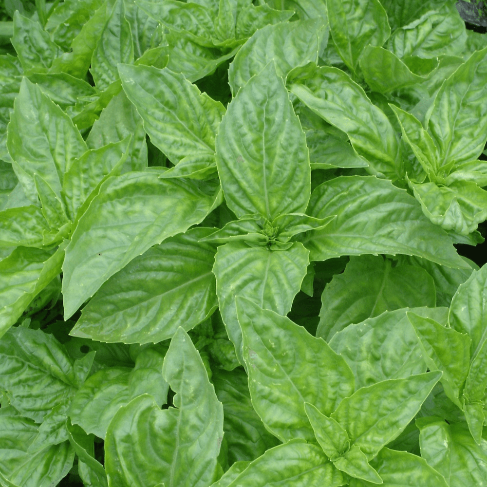 Basil Cinnamon