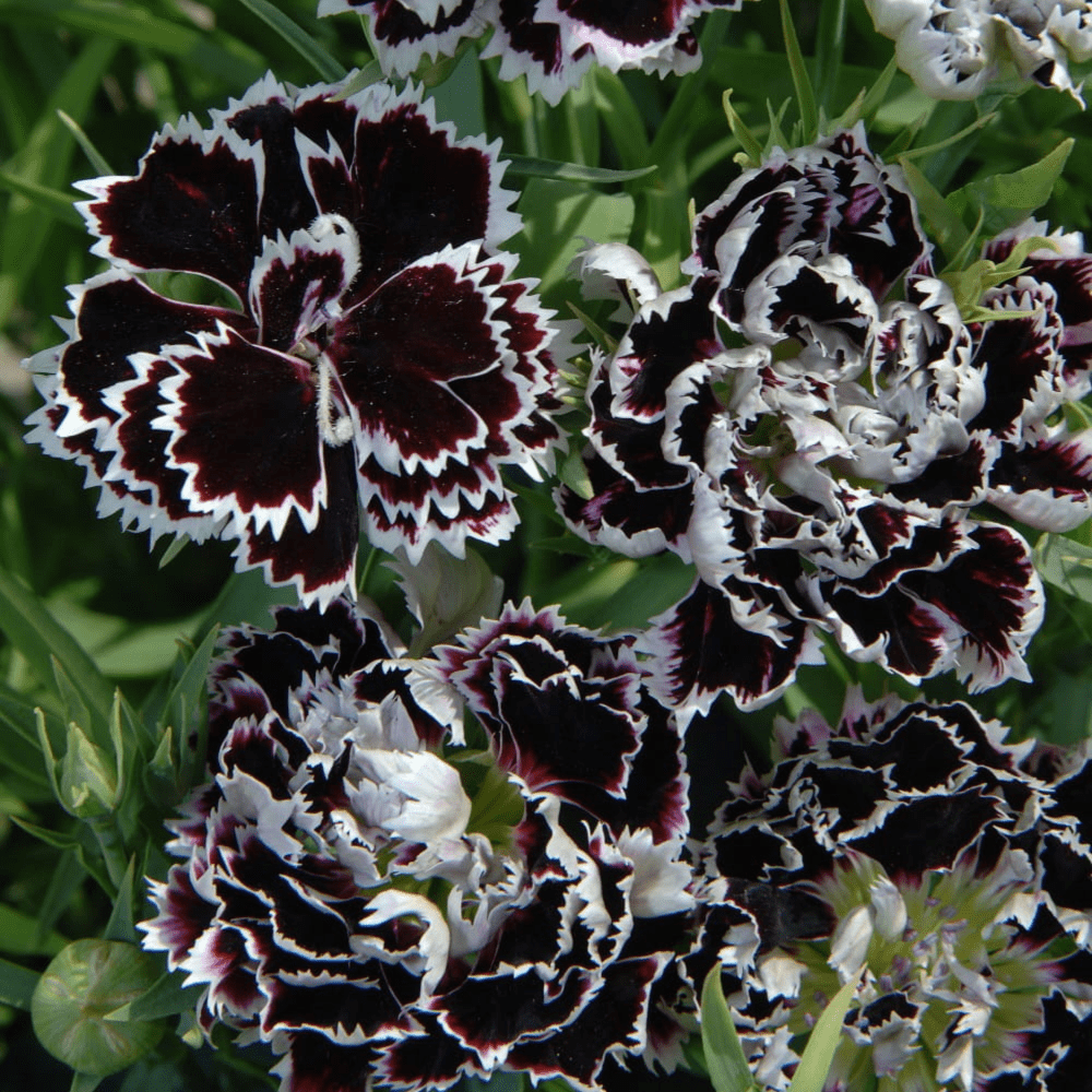 Dianthus chinensis 'Velvet 'n Lace' (Chinese Pink)