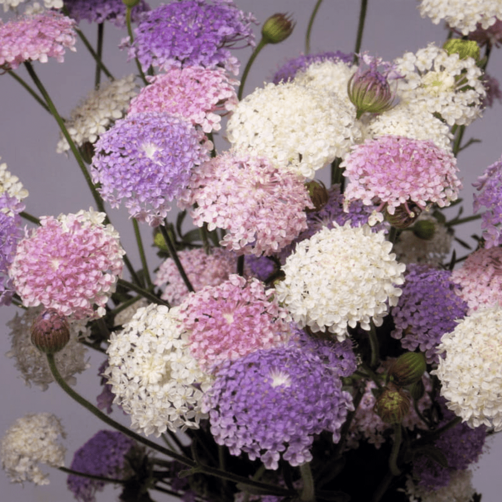 Didiscus flower deals