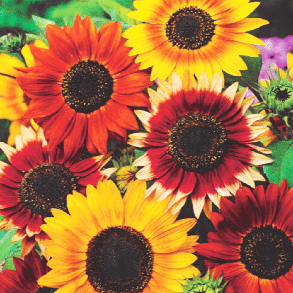 Buy Sunflower Autumn Beauty Flower Seed Online