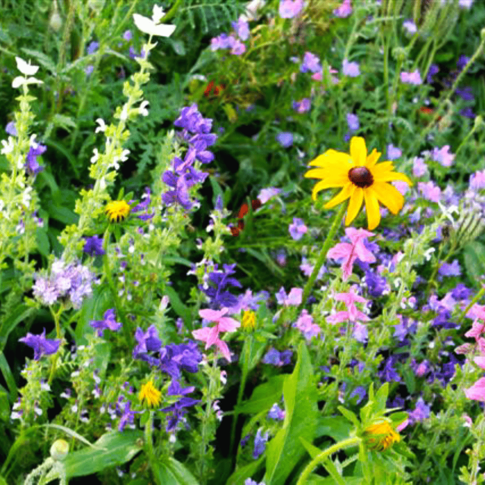 Edible Flower Blend, Wildflower Seed | Edible Flowers