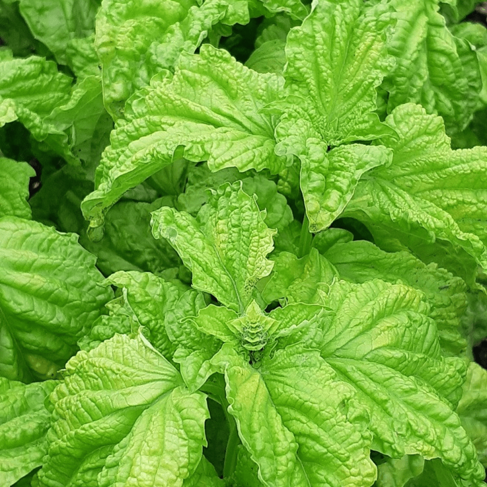 Buy Basil Lettuce Leaf by Kings Seeds online Kings Seeds NZ