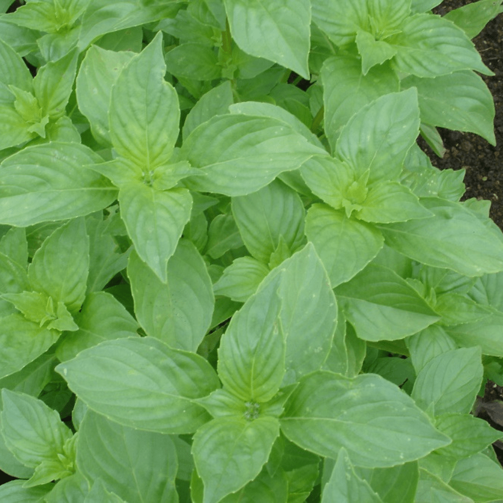 Buy Basil Mrs Burns Lemon by Kings Seeds online Kings Seeds NZ