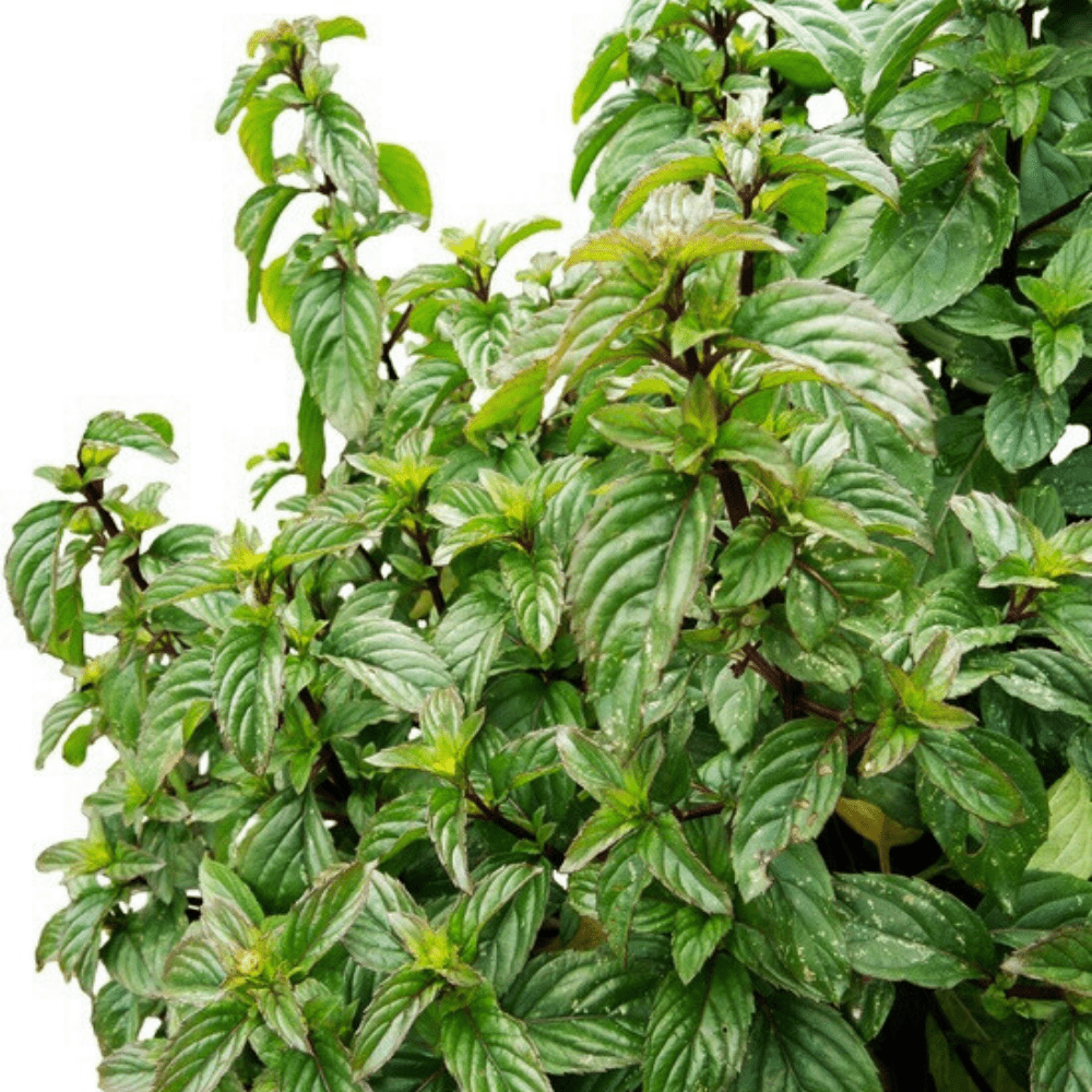 Buy Basil Sacred by Kings Seeds online Kings Seeds NZ