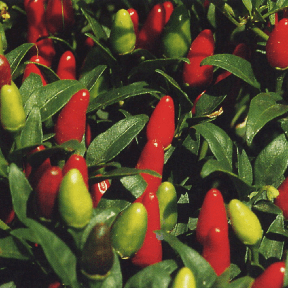 Hybrid Thai Red Chillies (Dried)