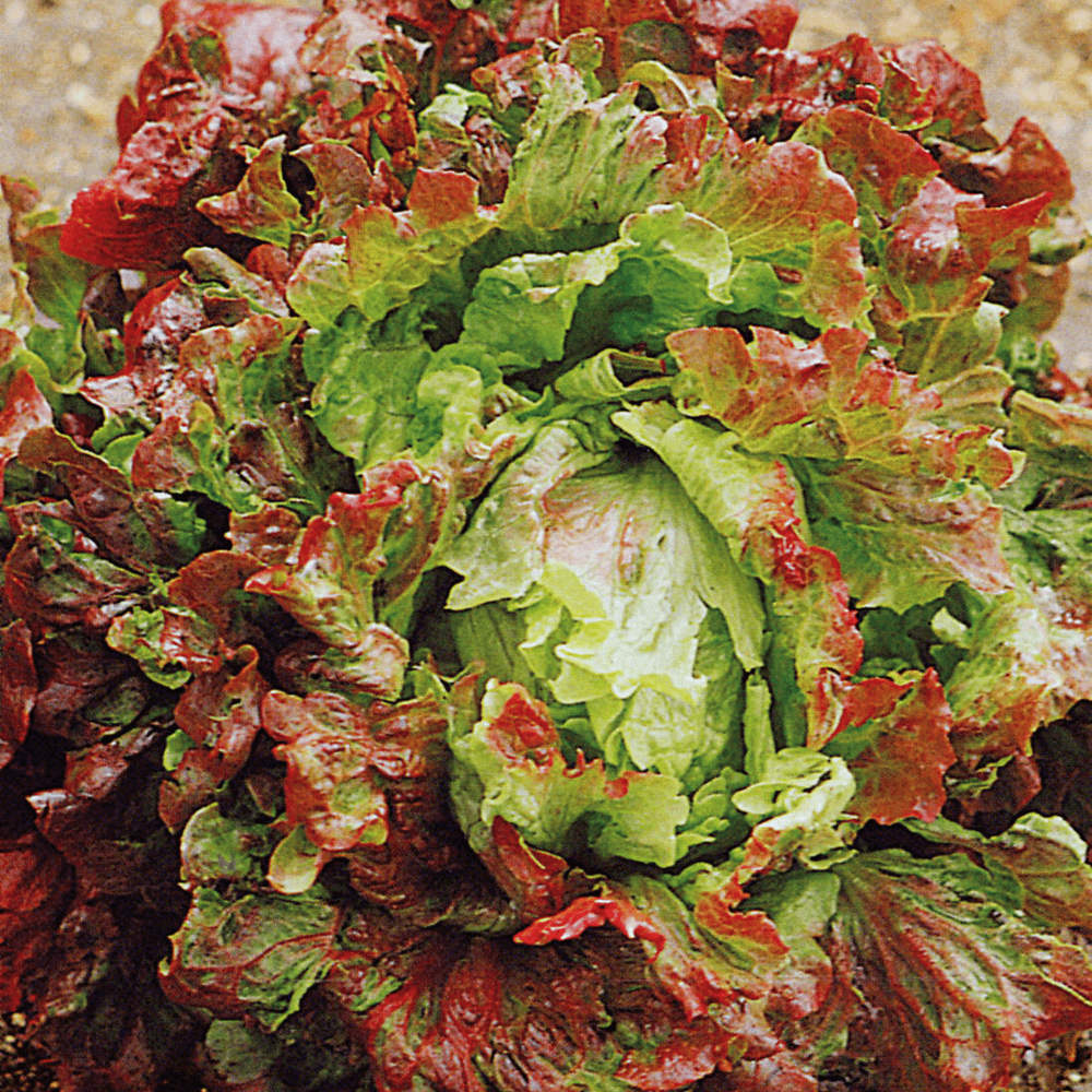 Mache Lettuce  Fresh & Locally Grown - Buy Now