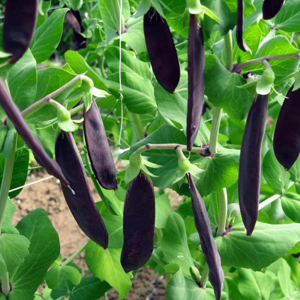 Herb Dryer  Kings Seeds