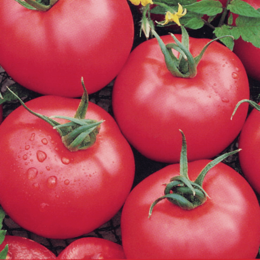 Photo of the fruit of Tomato (Solanum lycopersicum 'Brandywine