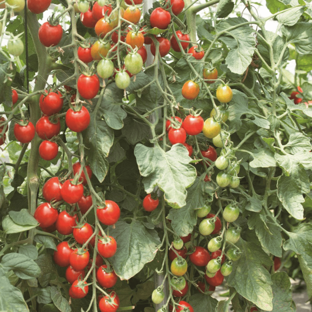  Rare Purple Blue Indigo Rose Tomato About 20 Seeds