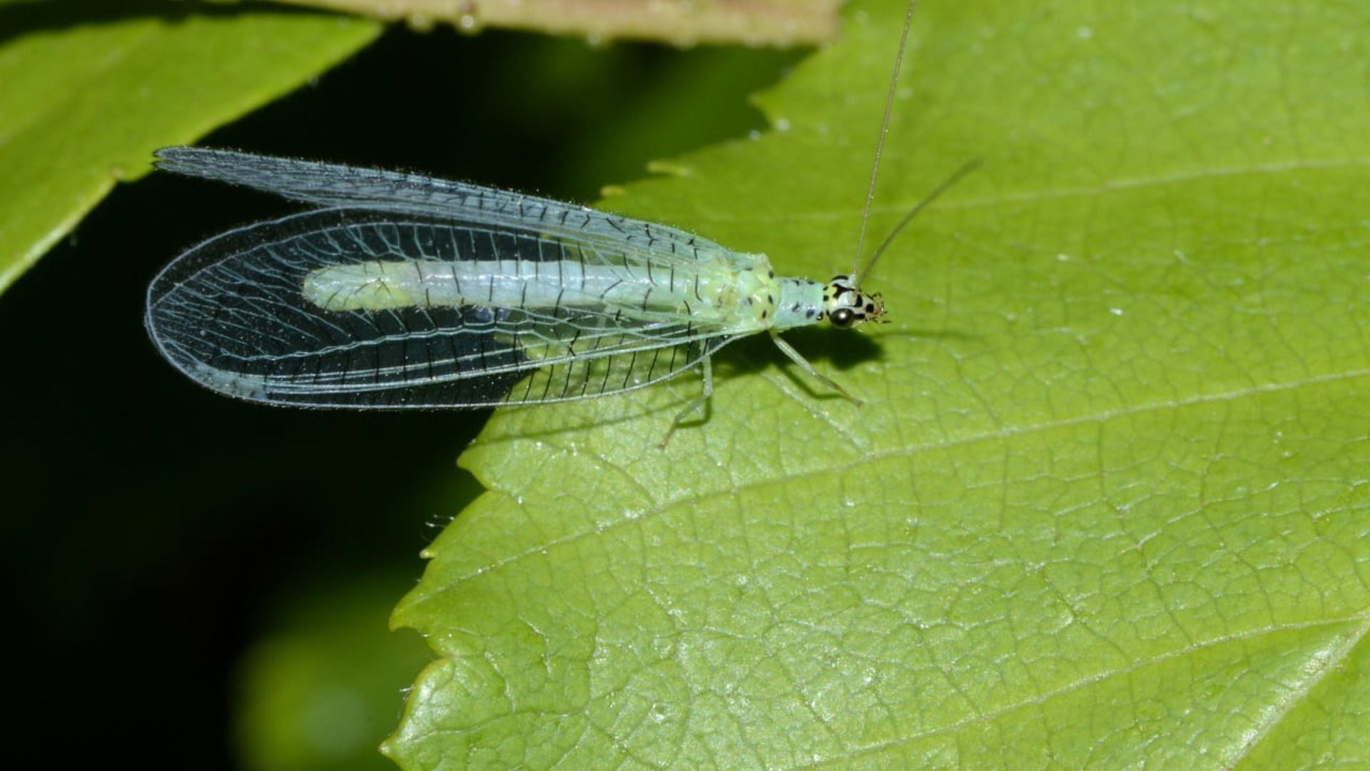 Beneficial Insects in Your Garden – Kings Seeds NZ