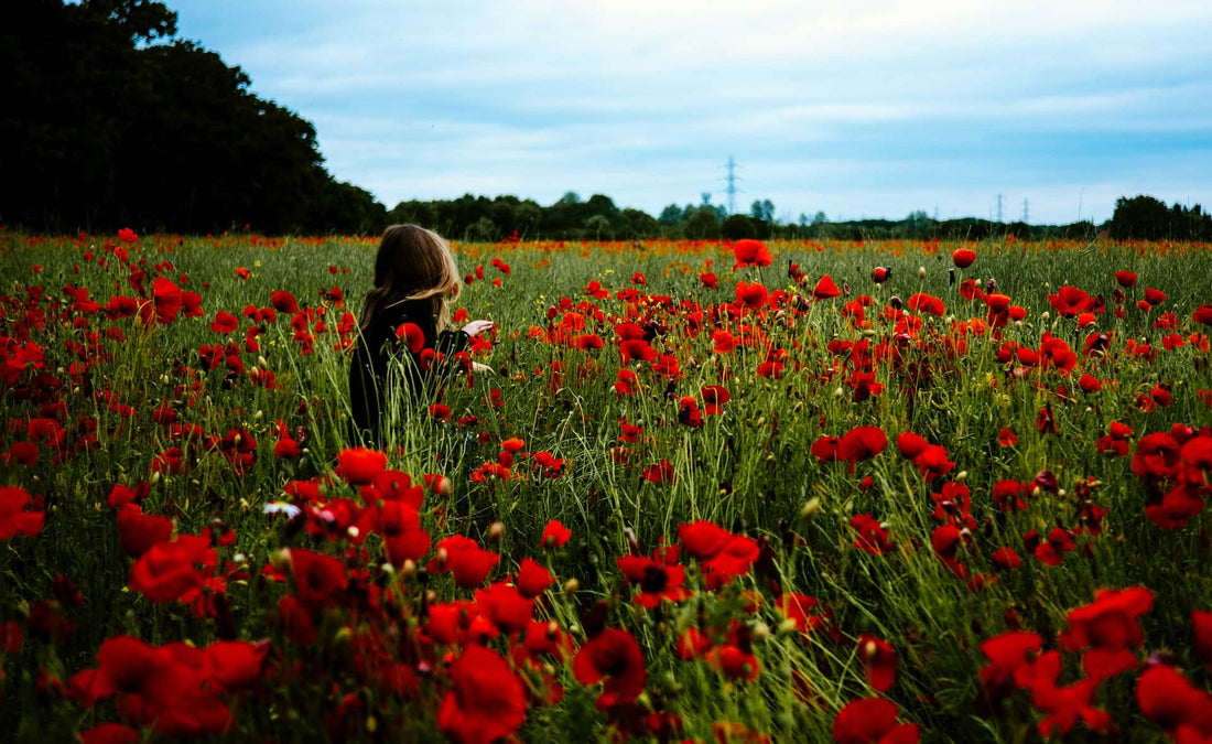 Beautiful Poppies and how to sow them!