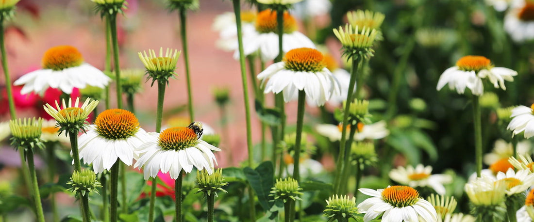 Echinacea and It's Uses