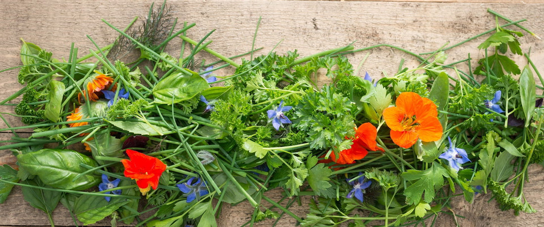 Edible Flowers from Herbs