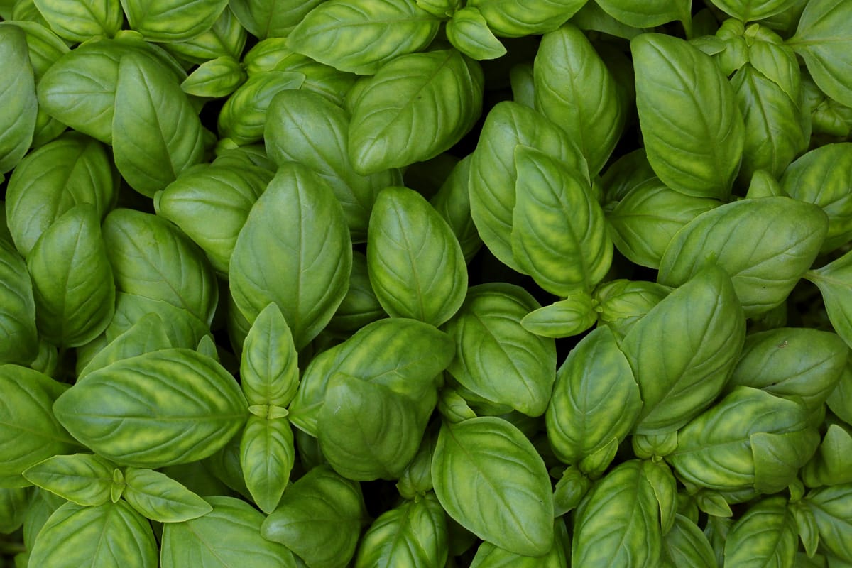 Guide to Growing Using Basil Kings Seeds NZ