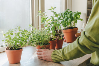 Indoor Gardening: Growing Herbs & Greens Inside | Kings Seeds