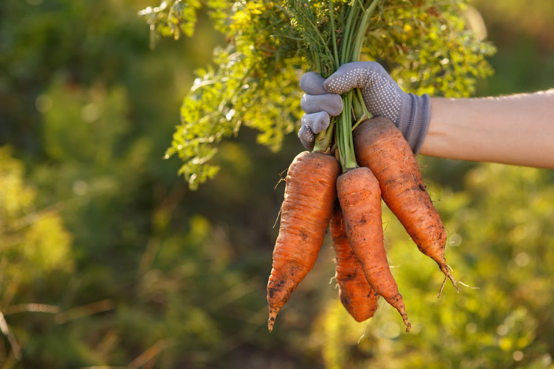 How to Grow Carrots ~ Kings Seeds