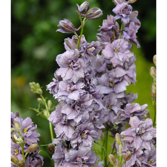 Larkspur Misty Lavender