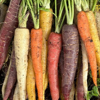 Carrot Rainbow Blend F1