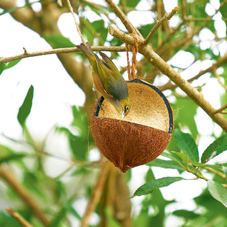 Wild Bird Coconut Feeder