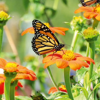 Butterfly Beauties