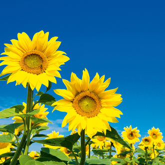 Soulful Sunflowers