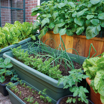 Container Autumn Vegetables