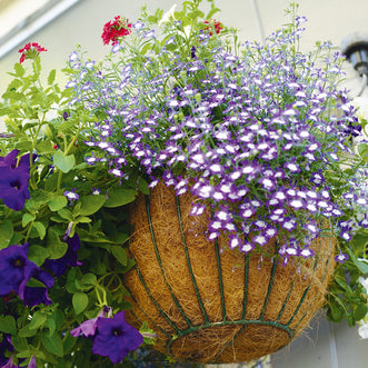 Flowers for Hanging Baskets