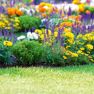 Flowers for Beds