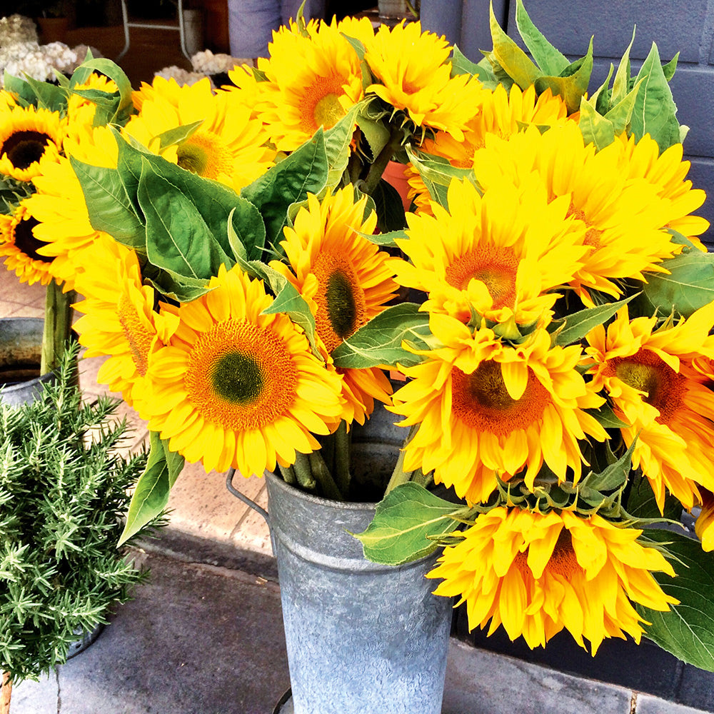 Buy Sunflowers for Bouquets by Kings Seeds NZ online - Kings Seeds NZ