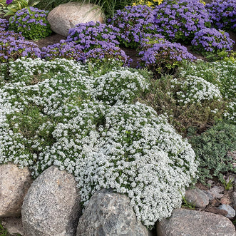 Ground Covers