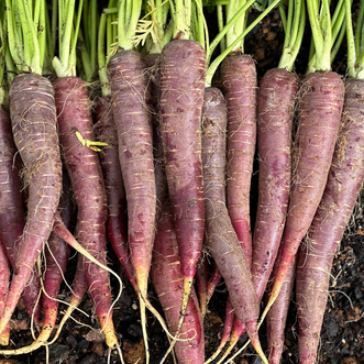 Carrot Nutri-Purple F1