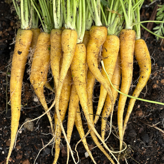 Carrot Nutri-Yellow F1