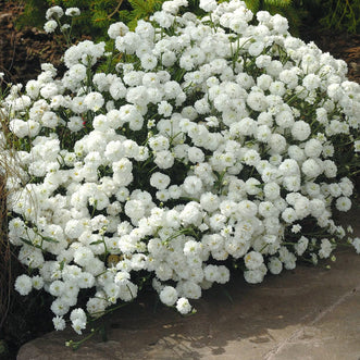 Achillea Double Pearl