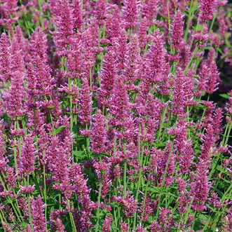 Agastache Arcado Pink