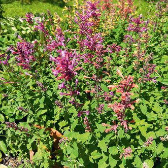 Agastache Fragrant Carpet