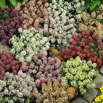 Alyssum Painter's Palette