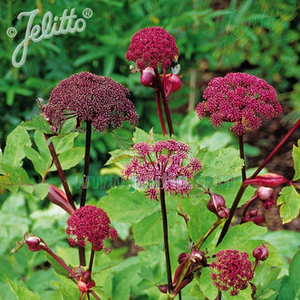 Kings Seeds Flower Angelica Gigas