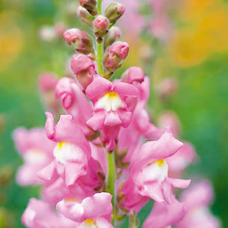 Antirrhinum Rose