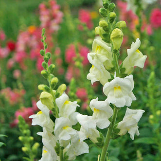 Antirrhinum Snowflake