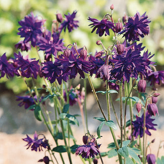 Aquilegia Blue Barlow