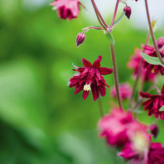 Aquilegia Bordeaux Barlow