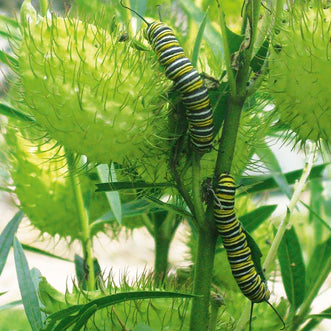 Asclepias Swan Plant