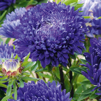 Aster King Size Blue