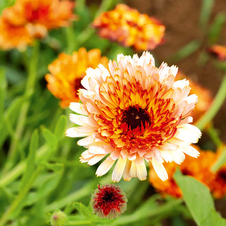 Calendula Sunset Tones