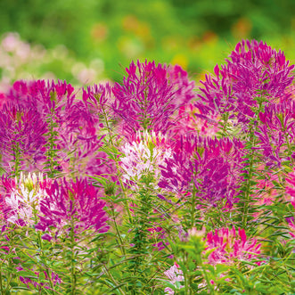 Cleome Mix