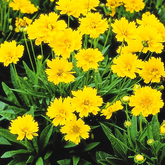 Coreopsis Early Sunrise