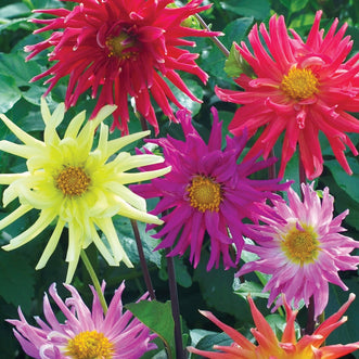 Dahlia Cactus Flowers