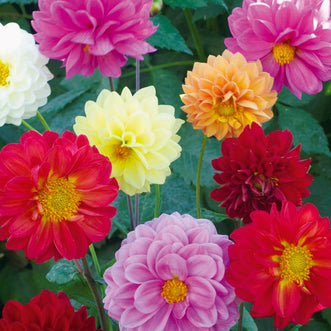 Dahlia Showpiece Giants